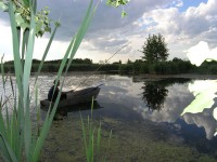 Отдых в лесу в Херсонской области